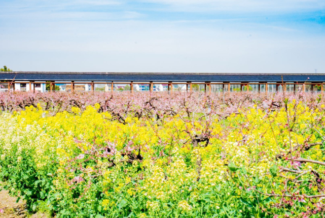 金山的这片五彩油菜花海开美了不仅好看还有这些大作用