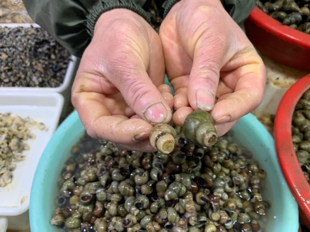 清明临近螺蛳热销水产市场迎来春日