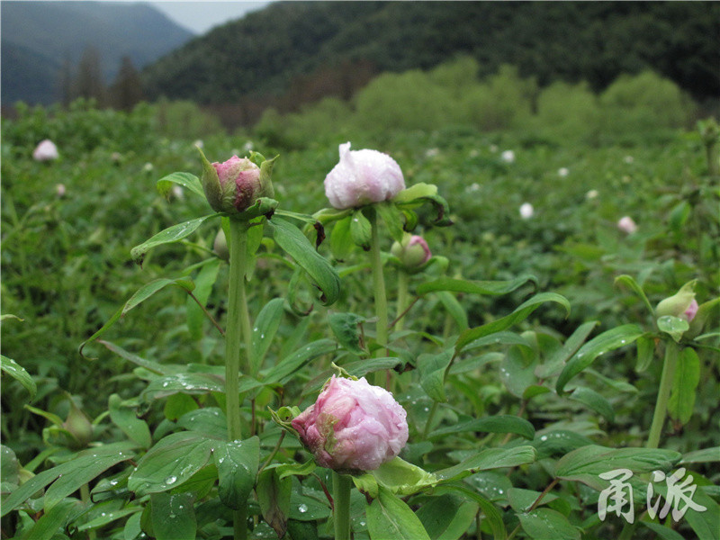 花蕊比花瓣好看 宁波这片牡丹为何白色居多 腾讯新闻