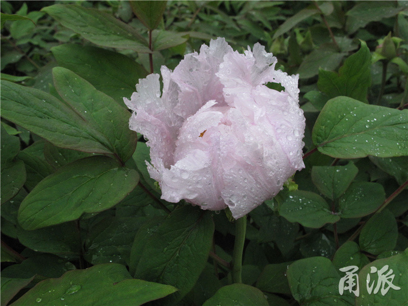 花蕊比花瓣好看 宁波这片牡丹为何白色居多 腾讯新闻