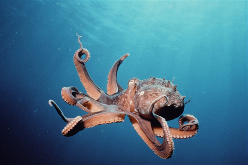 章鱼有多聪明智商超出了人类想象还被怀疑来自外太空