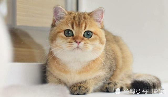 金渐层爱上布偶猫 还生了一窝谁也不像的崽 这可怎么办 腾讯新闻