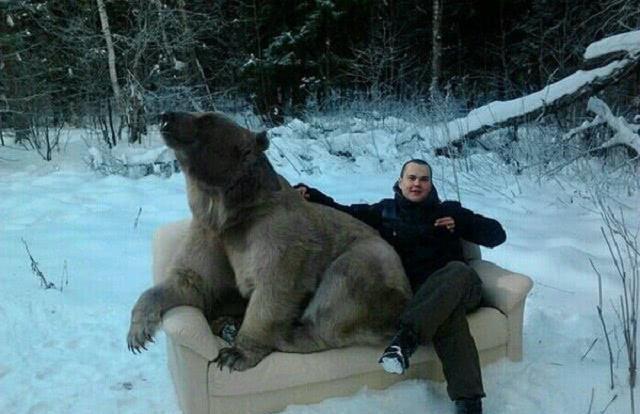 假如在野外遇到一头棕熊人该如何应对