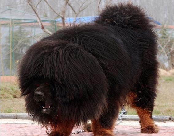 战斗力最强的狗需要多少只才能打过一头成年东北虎