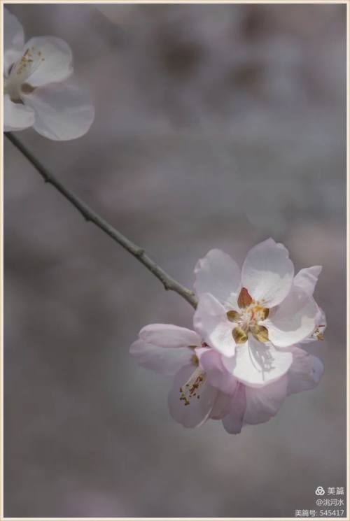 临洮 三月桃花踏春来 腾讯新闻