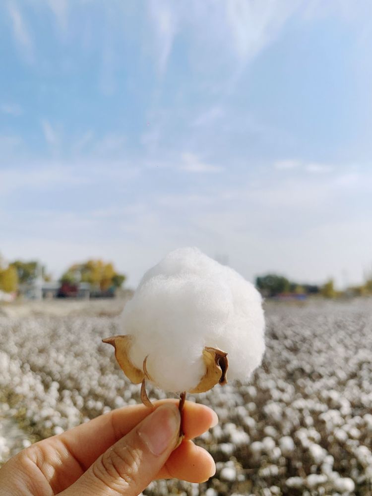 中國長絨棉之鄉,感受新疆棉花之美,一起支持新疆棉花吧!_騰訊新聞