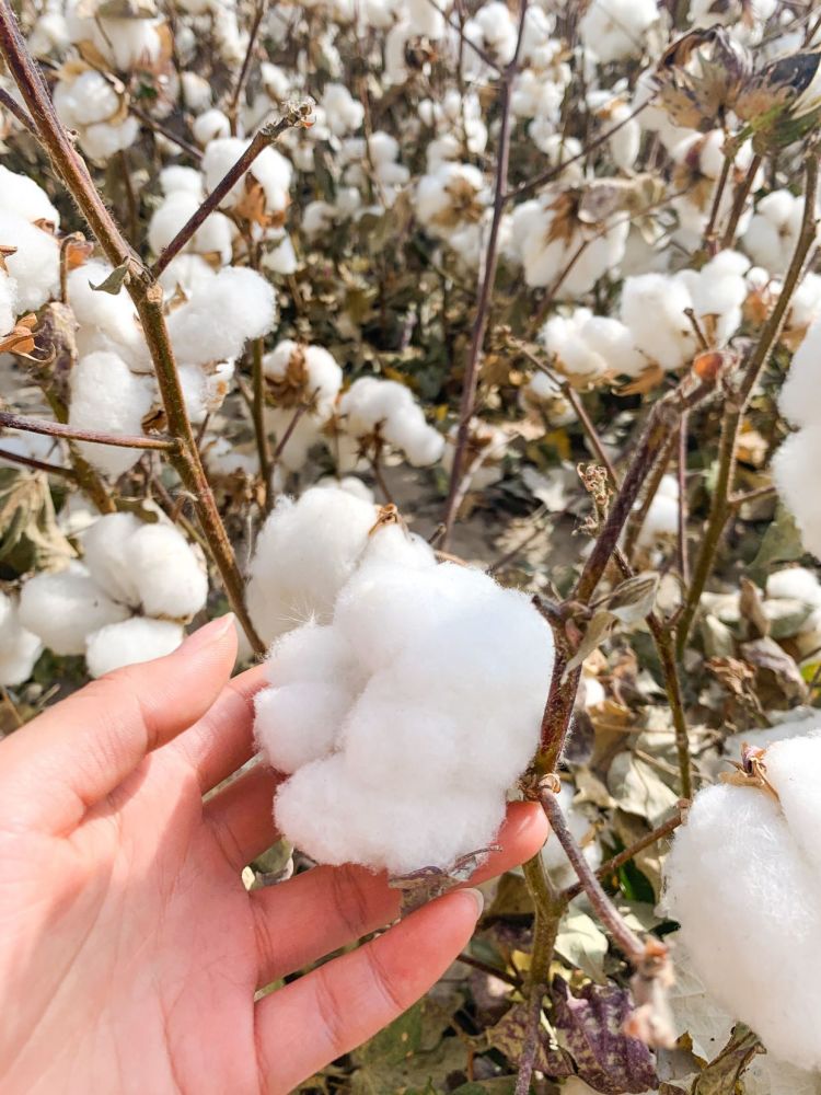 中国长绒棉之乡感受新疆棉花之美一起支持新疆棉花吧