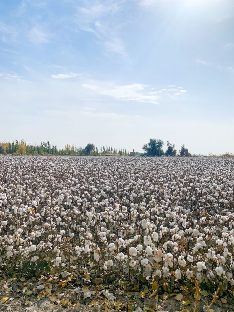 中国长绒棉之乡感受新疆棉花之美一起支持新疆棉花吧