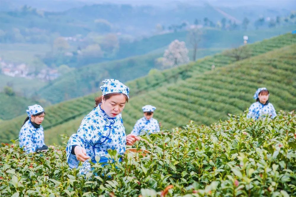 信阳毛尖春茶开采啦!_腾讯新闻