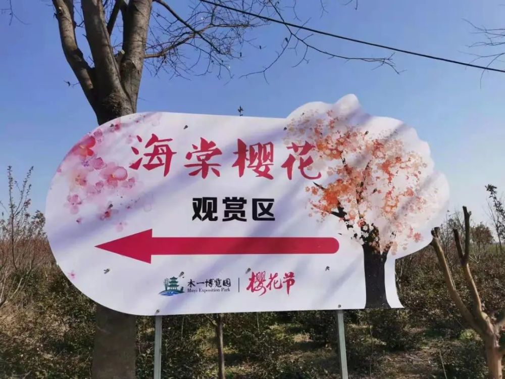 博览园绚烂花海游客朋友们樱花节期间预计持续到4月下旬今年的樱花