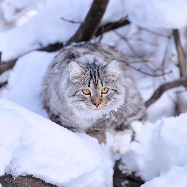 雪地裡的西伯利亞貓,簡直太美了吧!