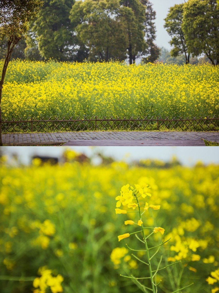 苏州的这片油菜花