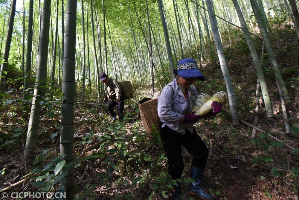 在贵州省锦屏县茅坪镇茅坪村的竹林里,村民在收获竹笋