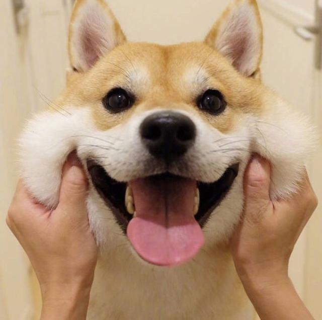 超治愈笑容憨憨柴犬头像