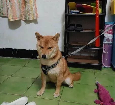 柴柴"表情渐臭",趴地怒睡:不等了|柴柴|柴犬|狗狗|波卡