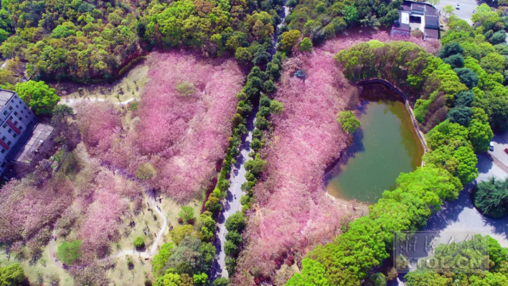 週末來了,不如來一場賞櫻之旅~湖南科技大學櫻花園地址:湖南省湘潭市