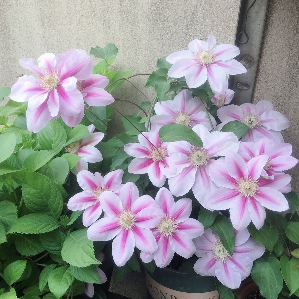 铁线莲"蜜蜂之恋",花大色美,丰花勤花,小阳台也开成花瀑布_腾讯新闻