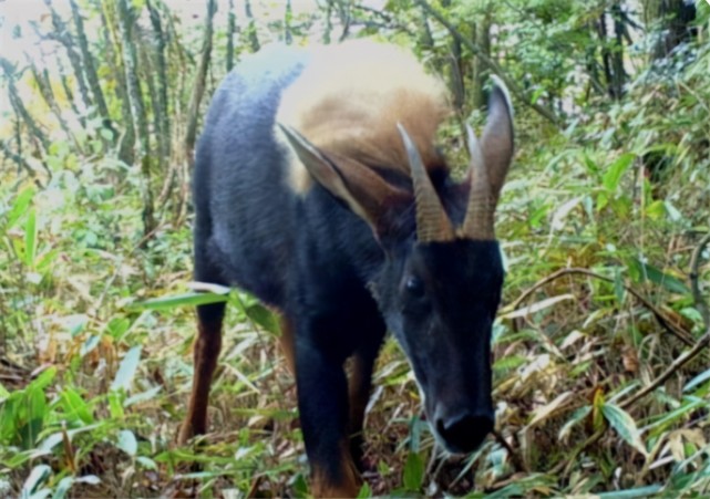 浙江農民發現發現奇怪動物,還以為是山羊,不料是珍稀動物四不像