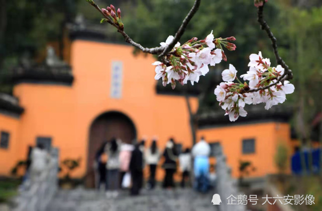 南京 樱花烂漫鸡鸣寺 每天近十万游客前来赏花打卡