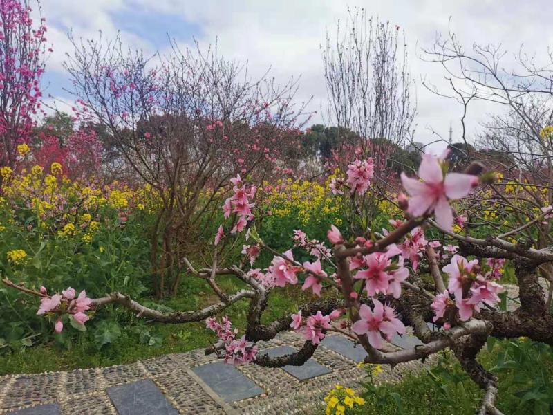 时隔一年上海桃花节再次开幕5大名镇推出5条精品线路