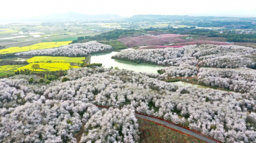 郎溪樱花火上央视 春日高颜值旅拍地上线周末走起 腾讯新闻