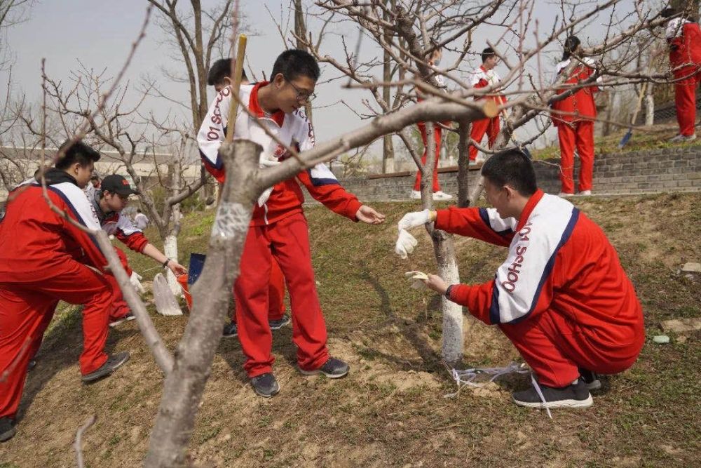 北京一零一中学开设桃树养护课程 140名学生争当“桃农”