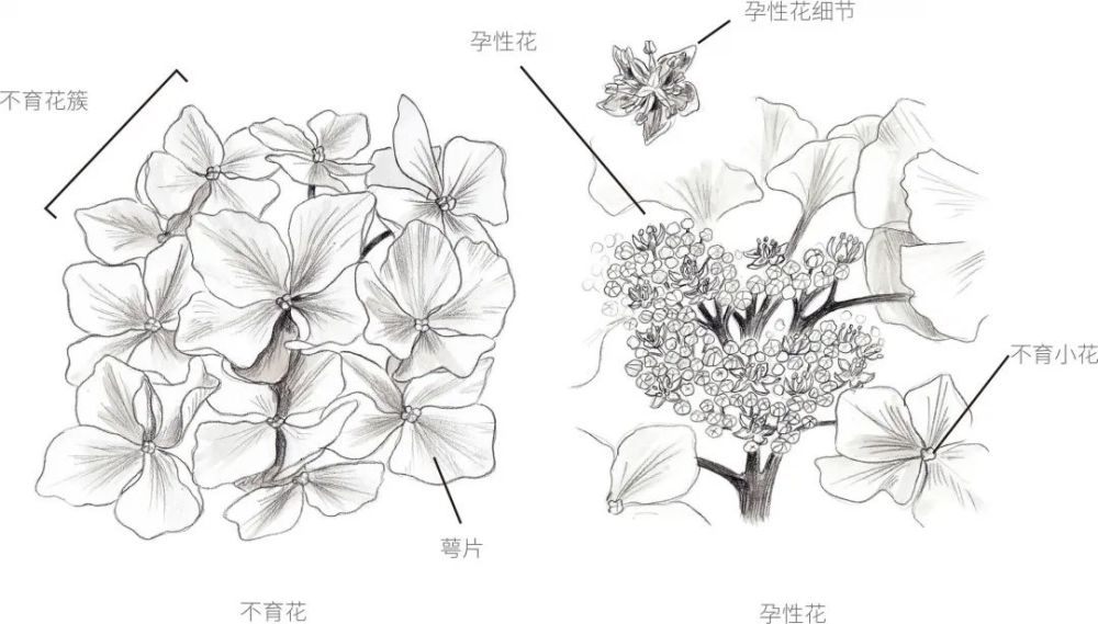 更多时候是指的是绣球的花萼……图源百度百科如图所示,花的一般结构
