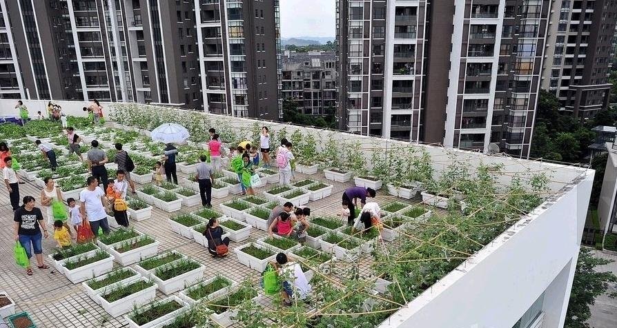 90㎡露台打造屋顶农场体验劳作喜悦收获健康水果蔬菜