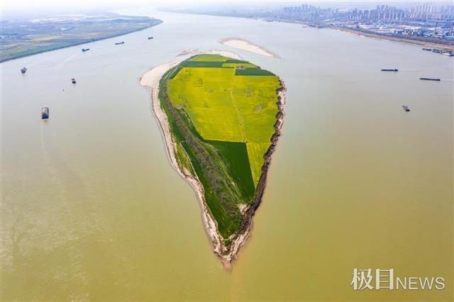 长江江心沙洲变身黄金航母