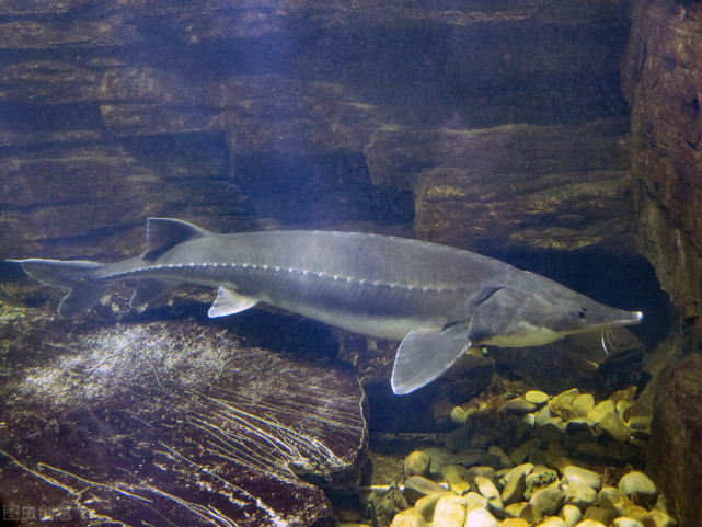 水中大熊猫被捕猎蒸食遇害的野生成年中华鲟如今极为罕见