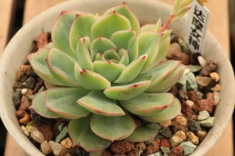 "达摩女神"景天科拟石莲花属多肉植物,花月夜系_腾讯新闻