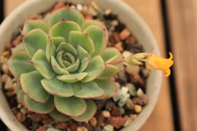 "达摩女神"景天科拟石莲花属多肉植物,花月夜系_腾讯新闻