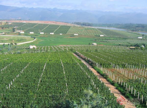 弥勒东风农场万亩葡萄园喝上及时水