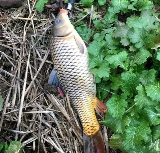 野釣鯉魚用什麼餌料?既可以不鬧小魚,又可以釣鯉魚