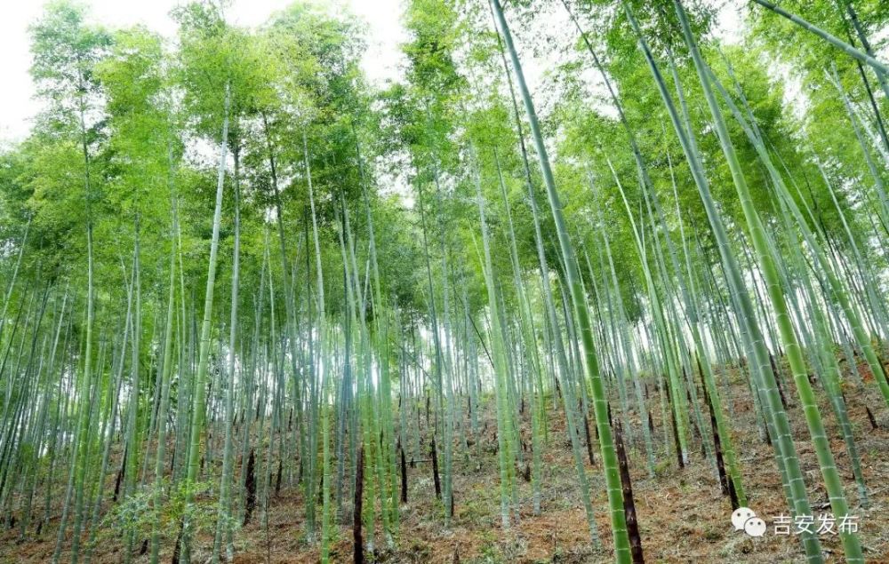南方红豆杉种子催芽技术解锁种植新可能