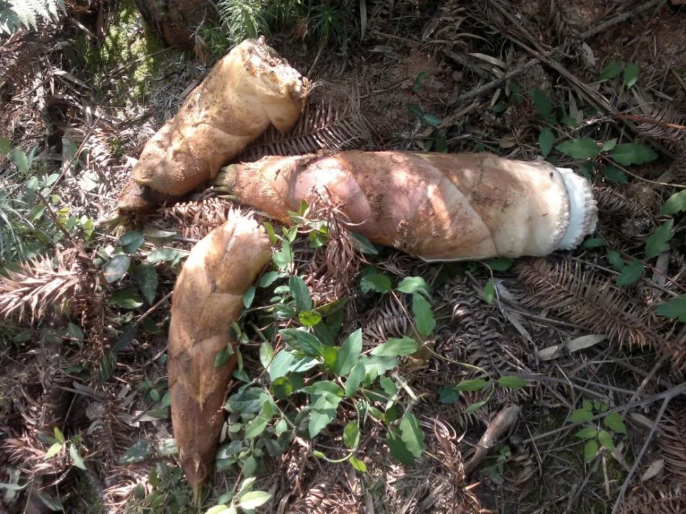 这野菜深埋在黄土下,一旦见光就不值钱了,每年清明前才有_腾讯新闻