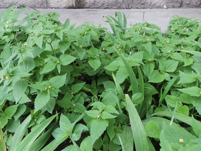 棉花田裡的惡草在全球都臭名昭著卻能當野菜做火鍋底料