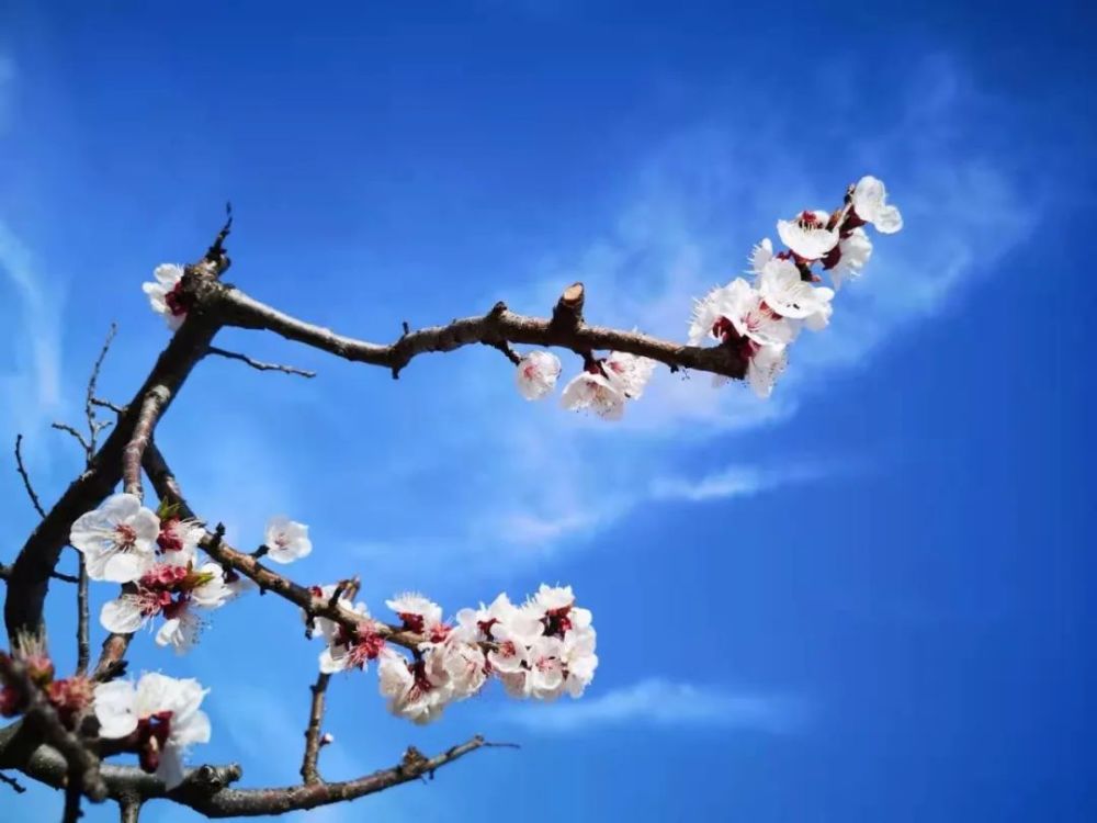 春满二中玉兰开 师生共赏诉衷言 腾讯新闻