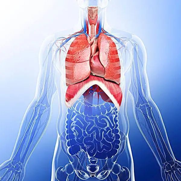 呼吸系统疾病试试食疗