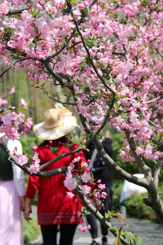 清明·赏花丨原来静安最美的春天都藏在这里!