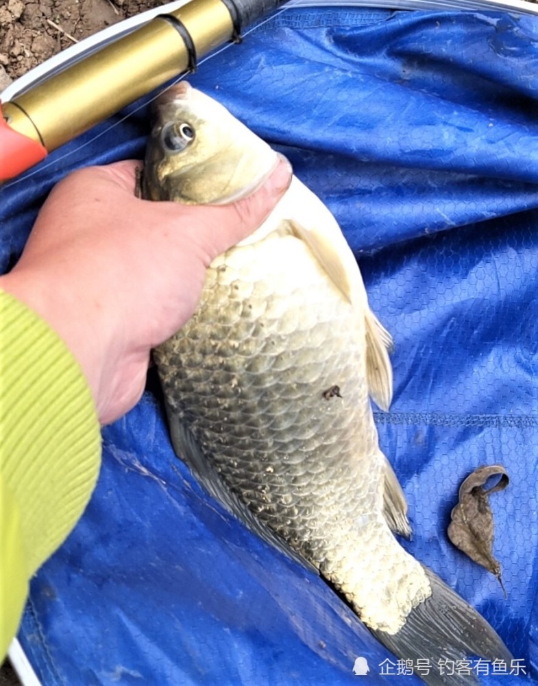 钓鲫鱼选择什么样的鱼钩合适正确选择鲫鱼鱼钩能避免再跑鱼