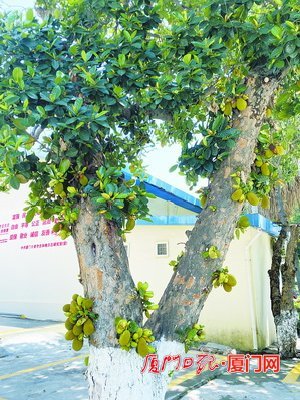 菠萝蜜从树干到高处的树枝上,结满了果实