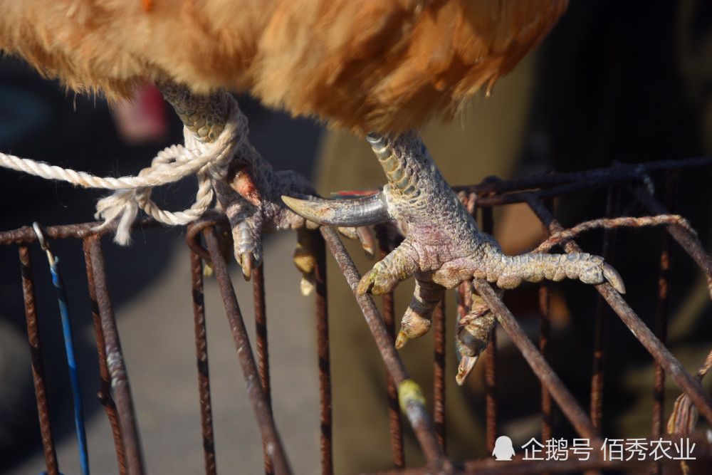 农村散养土鸡遇尴尬正宗的不好卖冒牌的受欢迎