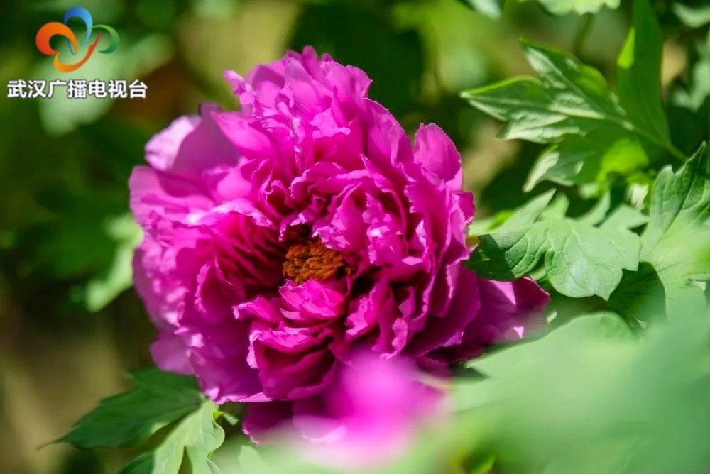 本周 武汉植物园国色牡丹进入最佳观赏期 腾讯新闻
