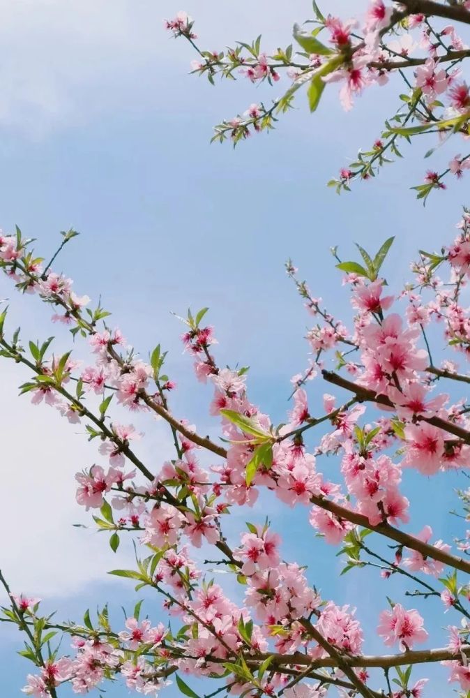 春光潋滟,桃林娇娇湖水清幽,桃花映照三月桃花,为你盛开唯愿岁月静好
