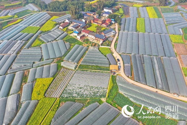 航拍荣县鼎新镇西堰村蔬菜基地.人民网 王洪江摄