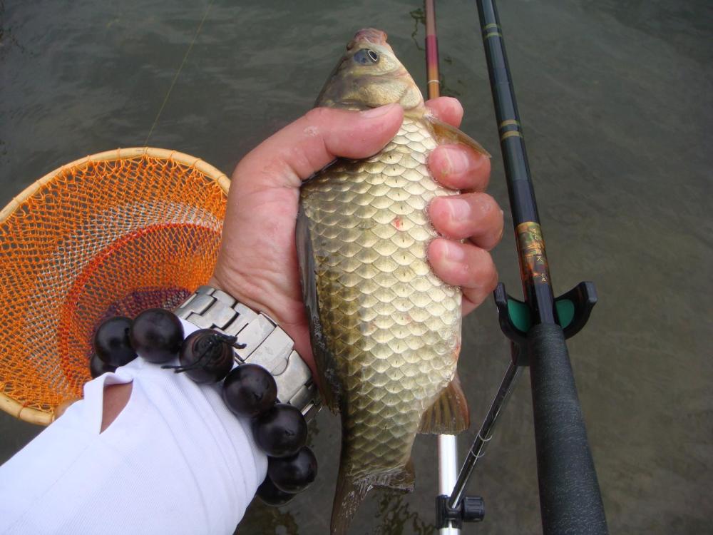 钓鲫鱼主线20会影响中鱼吗