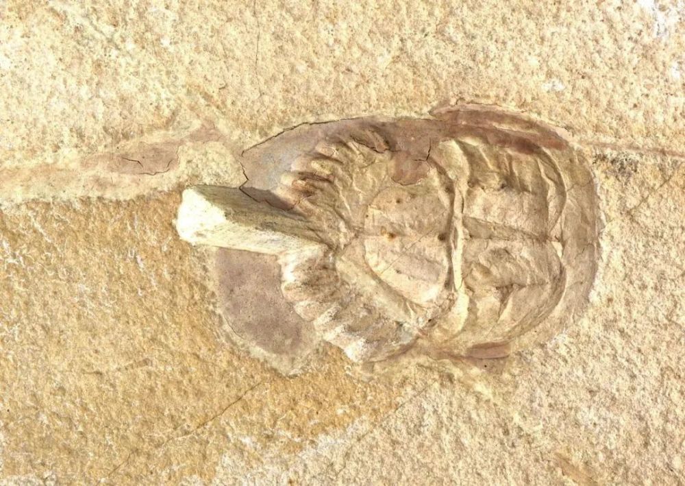 一只"活了"4亿年的鲎,搅乱3万多款注射药物检测_腾讯新闻