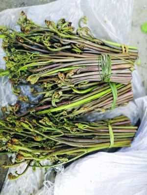 貴州發佈關於食用野菜的消費提示五點要牢記