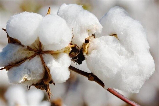 aromao支持新疆棉花香宝们棉花香水更好闻哦